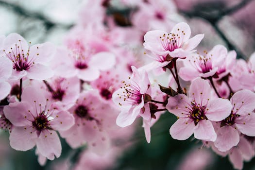 beautiful garden with flowers